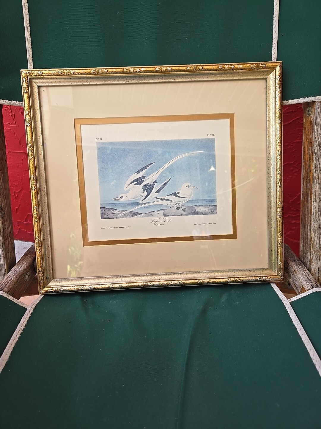 Audubon – Tropic Bird – Print